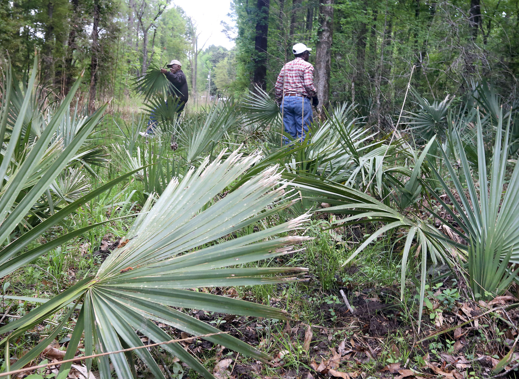 Palm Sunday